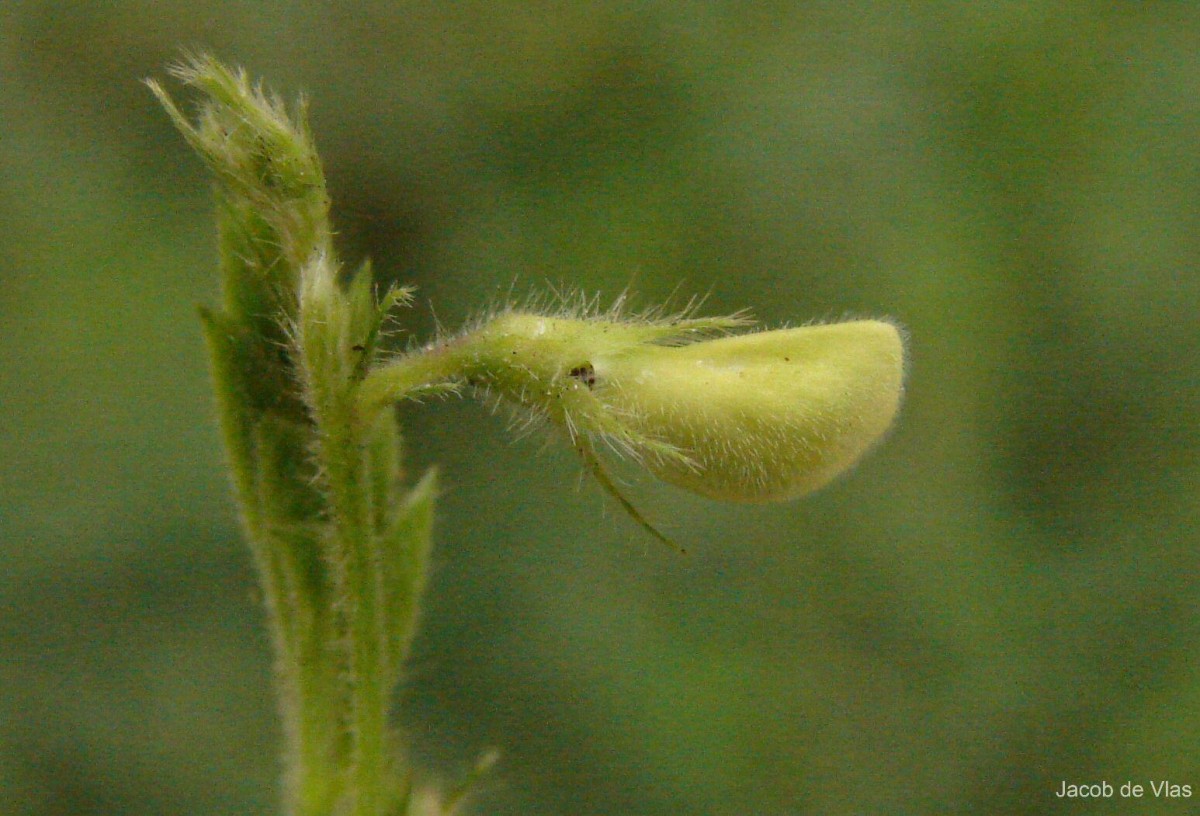 Tephrosia pumila (Lam.) Pers.